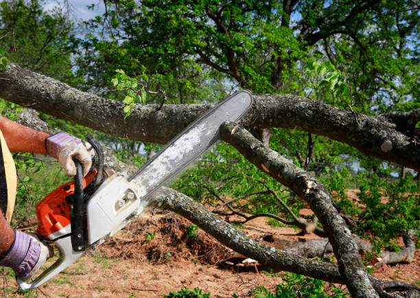 Lawn Renovation and Restoration in Bayard, NM